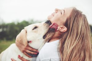 Descubra o significado das lambidelas do seu cão