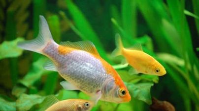 O meu primeiro aquário – Parte I