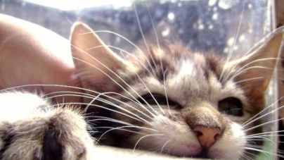 Por que é que o meu gato me morde? – Parte I