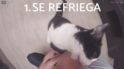 10 Sinais de que o teu gato te ama