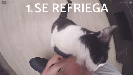 10 Sinais de que o teu gato te ama