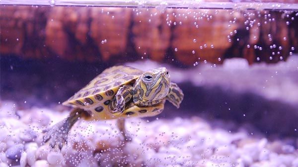 O que preciso para abrigar uma tartaruga de água em casa?