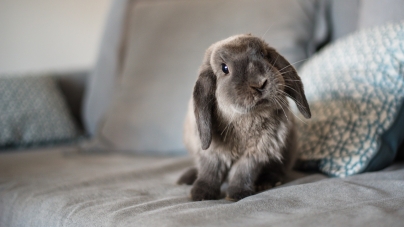 O meu coelho perde muito pelo: o que tenho que fazer?