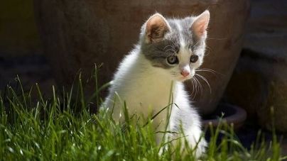 O meu gato deixou de usar a bandeja sanitária