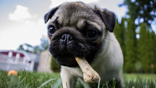Os cereais são adequados na alimentação dos cães?