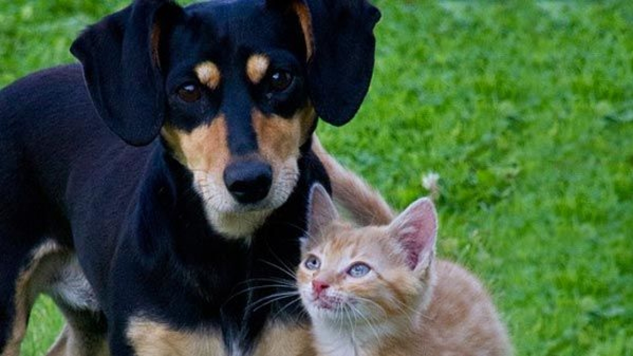 O que causa stress em cães e gatos • Tiendanimal Blog