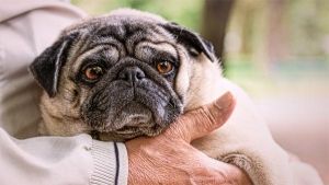 Como tratar a dermatite em cães
