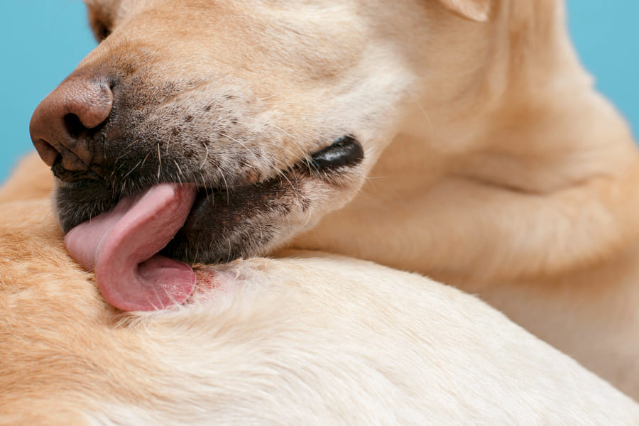 Dermatite em cães: tipos, sintomas e tratamentos
