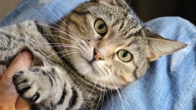 Como cortar as unhas de um gato