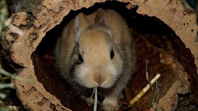 Plantas tóxicas para coelhos