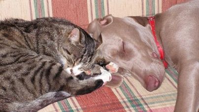 Vantagens de adotar animais adultos