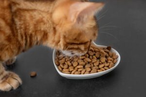 melhores marcas de comida para gatos