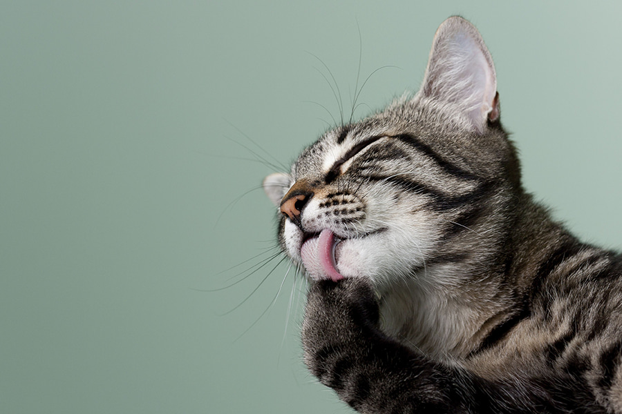 Que vacinas são administradas aos gatos, em que idade e calendário de vacinação