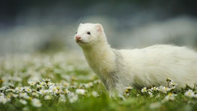 Vacinas para furões