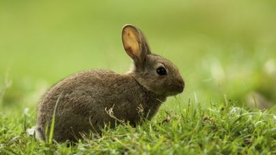 Doenças dos coelhos