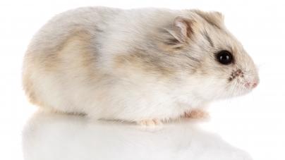 O que comem os hámsters?