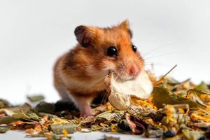 Saiba qual é a alimentação ideal para um hamster