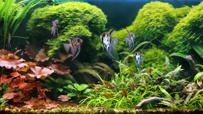 O que comem os peixes?