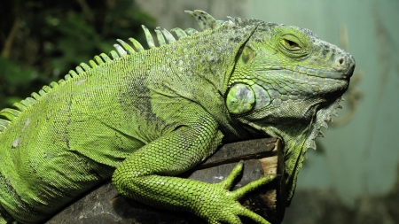 O que as iguanas comem?