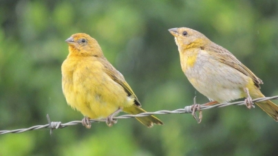 Sintomas de problemas digestivos nas aves