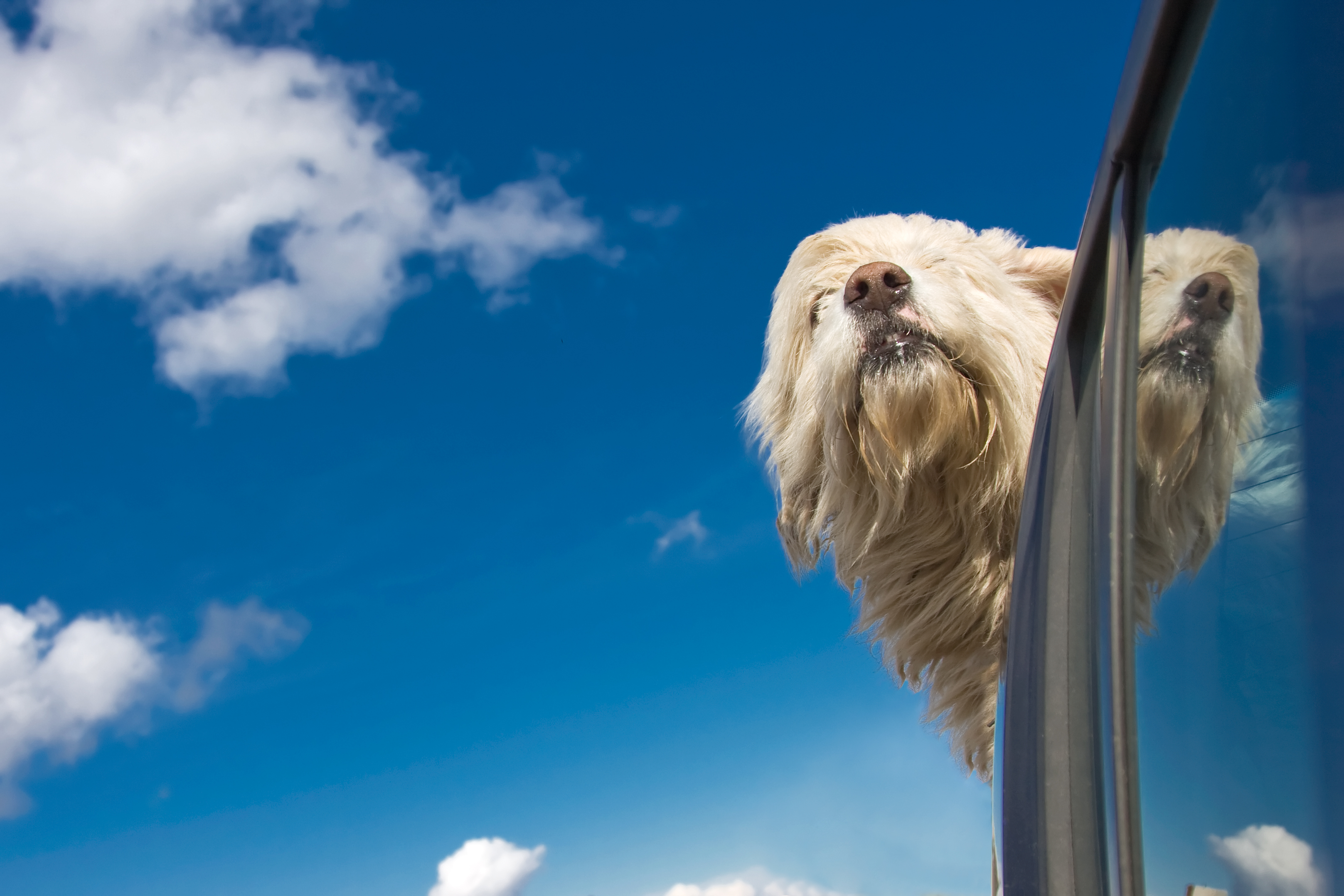 Como viajar com o cão no carro?
