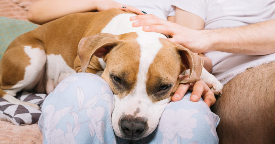 Tipos de tranquilizantes para cães