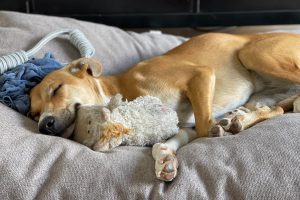 Conheça os melhores tranquilizantes para cães