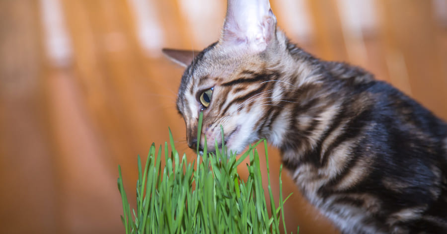 Os benefícios da erva gateira para o seu gato