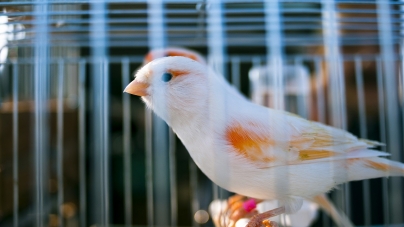 Criação de canários em casa