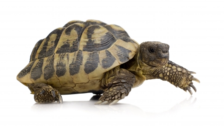 Tartarugas-de-terra dentro da casa: luz e temperatura