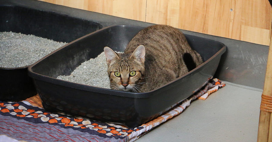 Como posso fazer com que o meu gato volte a usar a caixa de areia?