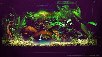 Porque o meu aquário está turvo?