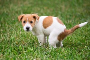 Como ensinar um cachorro a fazer as suas necessidades: um guia passo-a-passo