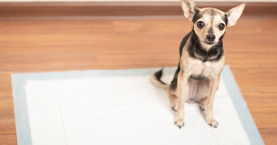 Como ensinar um cachorro a fazer as suas necessidades na rua