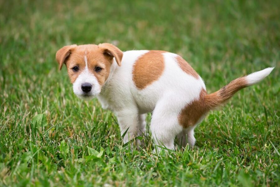 Como ensinar um cachorro a fazer as suas necessidades: um guia passo-a-passo