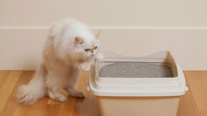 O que devo saber sobre os excrementos do meu gato?