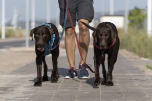 Cães reativos durante um passeio