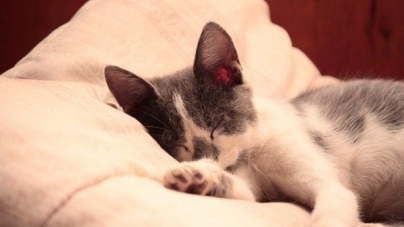 Por que é que ronronam os gatos? – Parte II