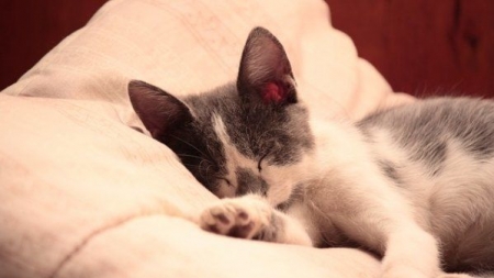 Por que é que ronronam os gatos? – Parte II