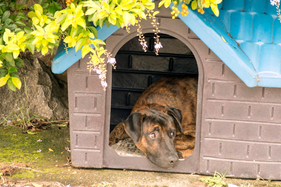 Como limpar e desinfetar a casota do seu cão