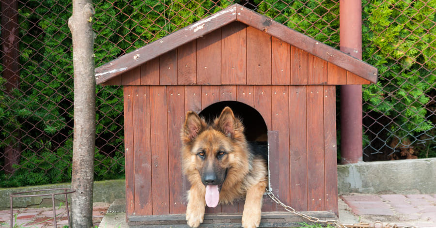 Passo a passo: como limpar e desinfetar uma casota de cão