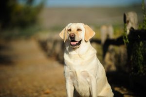 Labrador Retriever: Características, cuidados e carácter