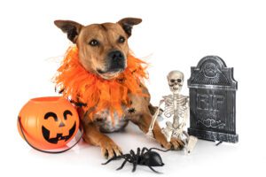 As melhores ideias para celebrar o Halloween com animais