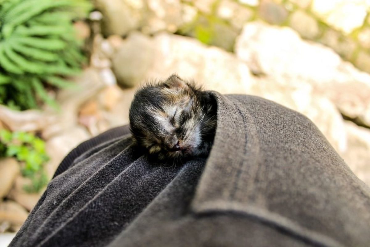 Como cuidar de um gatinho recém-nascido órfão • Tiendanimal Blog