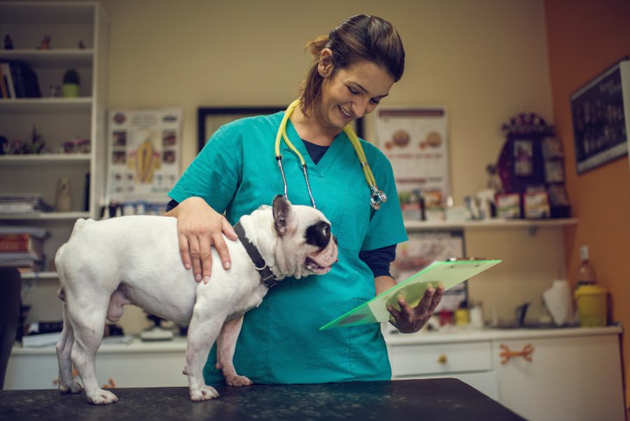 Hemograma nos cães: o que é, o que significa e porque é que é tão importante?