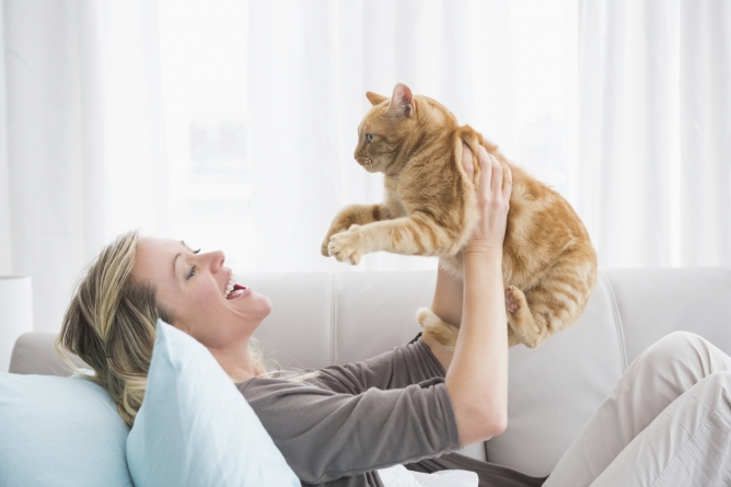 Razões para viver com um gato em casa