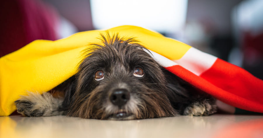 porque é que os cães têm medo de fogos de artifício