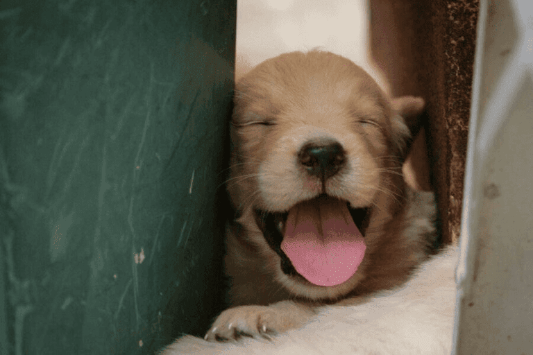 Como ensinar um cachorro a não morder?