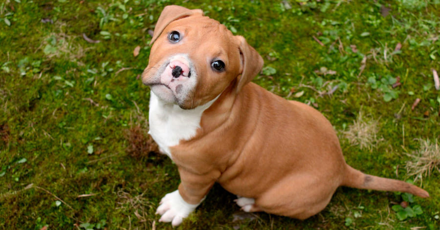 Como levar o seu cachorro para o primeiro passeio?