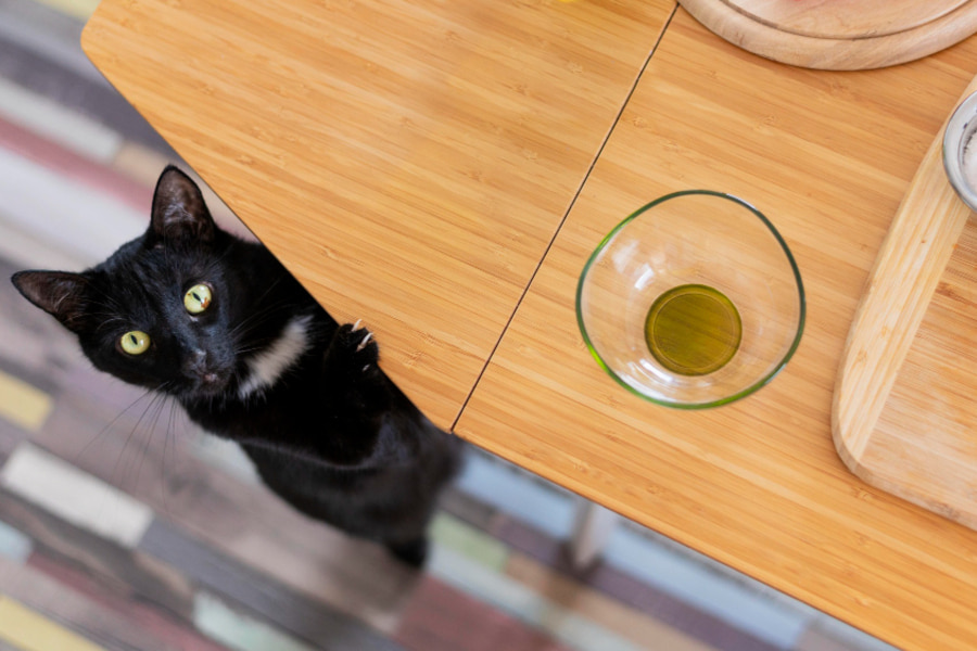 O meu gato sobe para a mesa e para a bancada da cozinha. O que devo fazer?